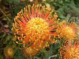 Kirstenbosch flower5