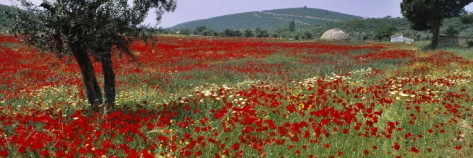 Field of Red Anemones