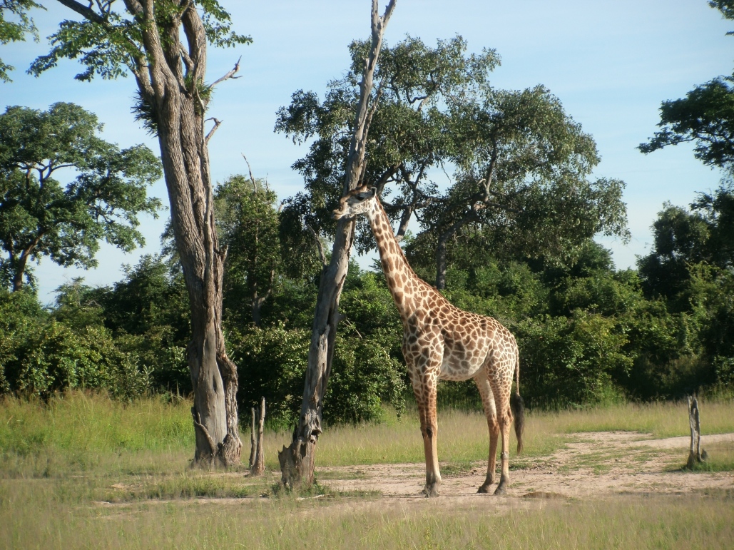 Thorneycroft's Giraffe
