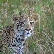 Cape Mountain Leopard