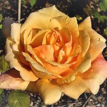 Lady Elgin - Rogue Valley Roses