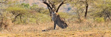 Cheetah Hluhluwe Imfolozi Game Reserve - Audley Travel