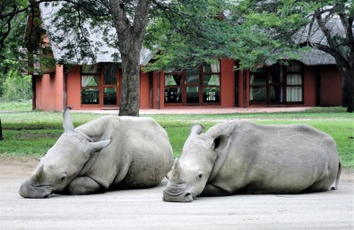 White Rhino at Thula Thula - Cision News
